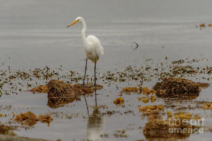 Eastern Great Egret 05 Photograph by Werner Padarin