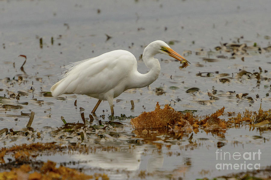 Eastern Great Egret 10 Photograph by Werner Padarin