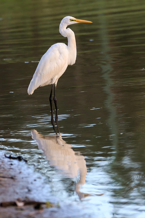 Eastern Great Egret Photograph by Sandy Eveleigh