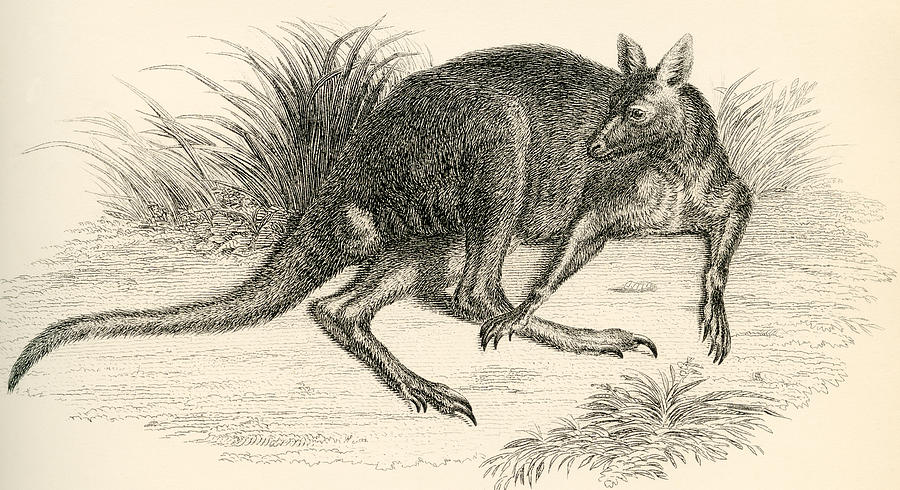 Kangaroo Drawing - Eastern Grey Kangaroo, Aka Great Grey by Vintage Design Pics