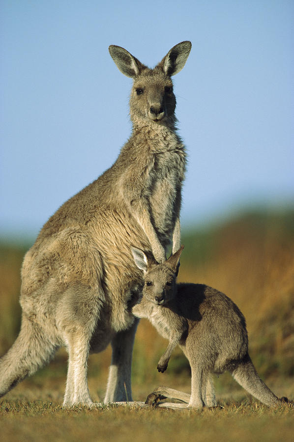 Eastern Grey Kangaroo And Her Joey Photograph by Ingo Arndt Eastern Grey Kangaroo And Her Joey Photograph by Ingo Arndt