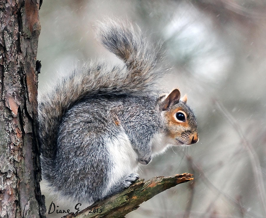 Eastern Grey Squirrel Photograph by Diane Giurco