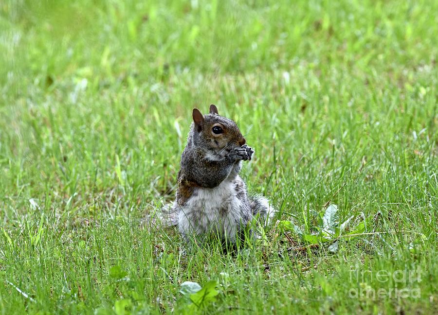 Eastern Grey Squirrel Photograph