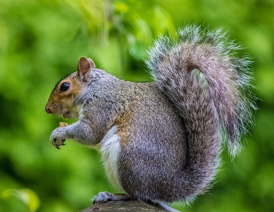 Mammal Photograph - Eastern Grey Squirrel by Martin Newman