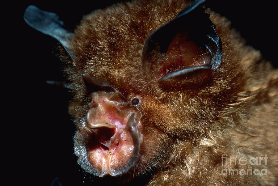 Bat Photograph - Eastern Horseshoe Bat by Michael Moore