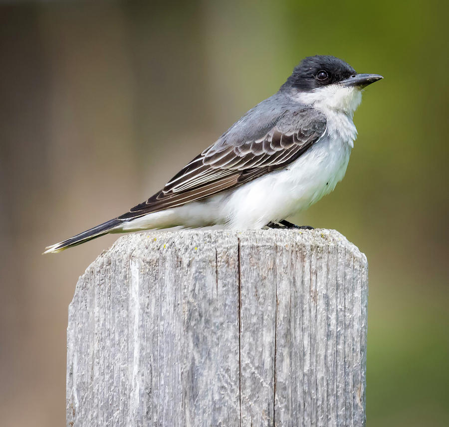 Eastern Kingbird 2018 Photograph by Ricky L Jones - Fine Art America