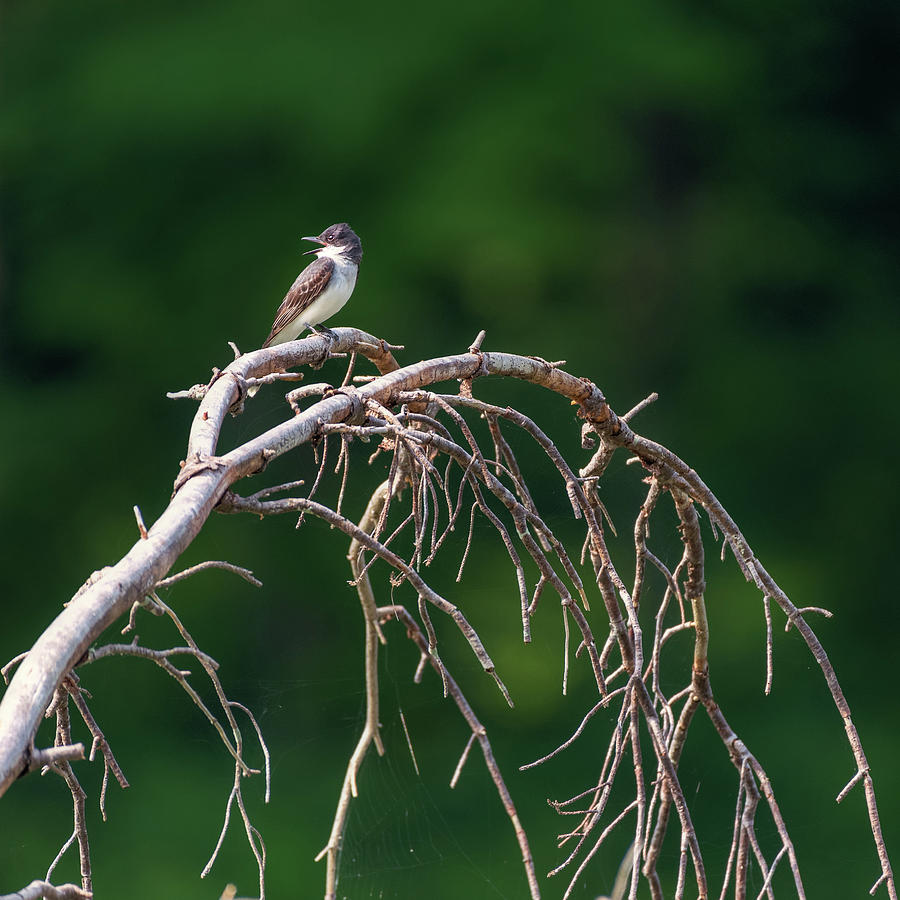 Eastern Kingbird 3 Photograph by Bill Wakeley