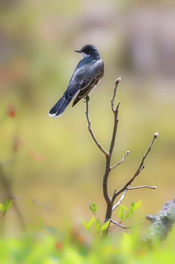 Eastern Kingbird Photograph by Bill Wakeley