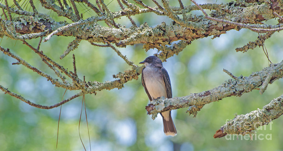 Tree Photograph - Eastern Kingbird by Donna Brown
