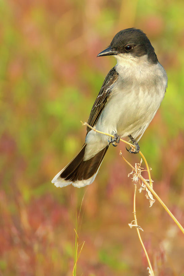 Eastern Kingbird In Colorado Photograph by John De Bord