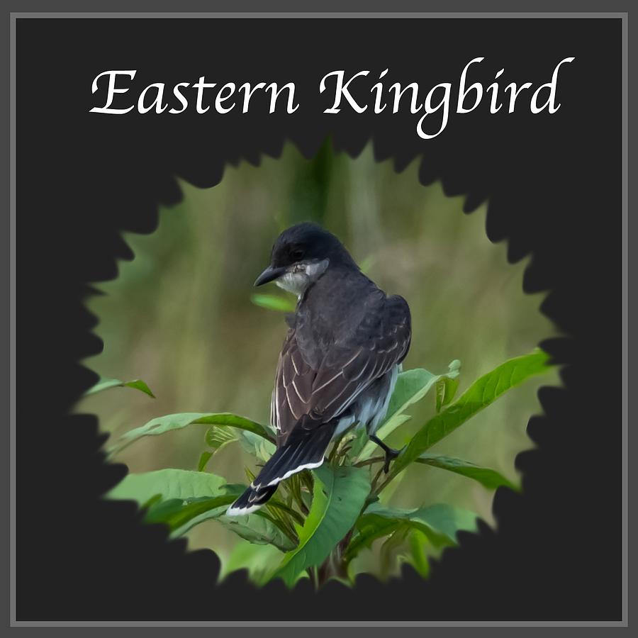 Eastern Kingbird Photograph by Holden The Moment