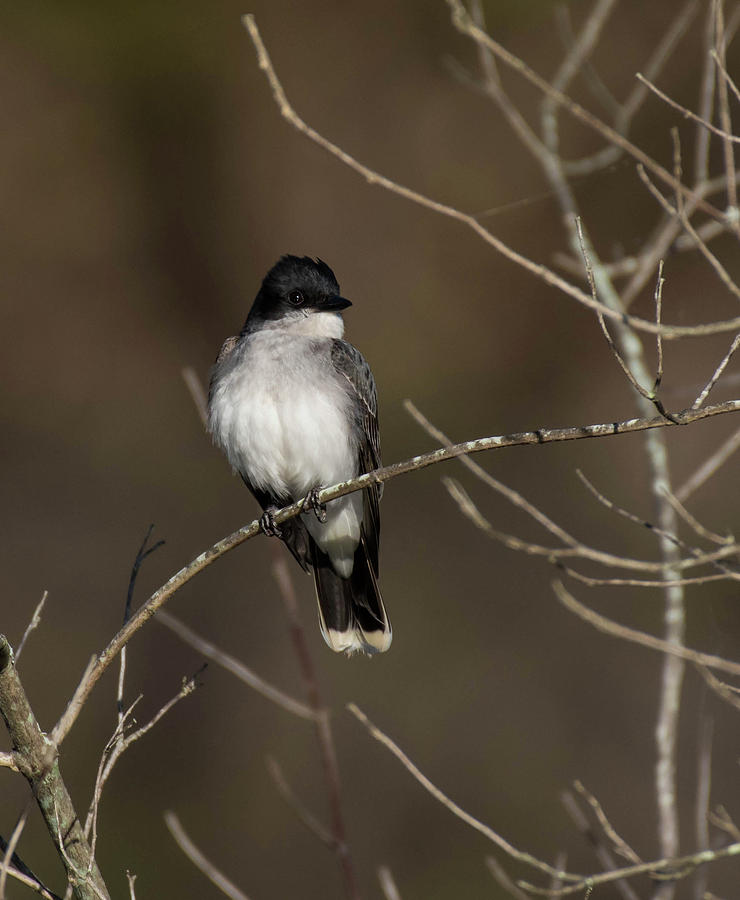 Eastern Kingbird Photograph by Jody Partin