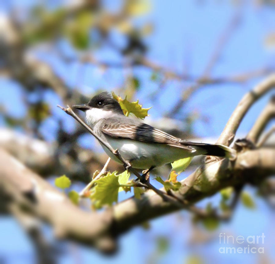 Nature Photograph - Eastern Kingbird by Kerri Farley