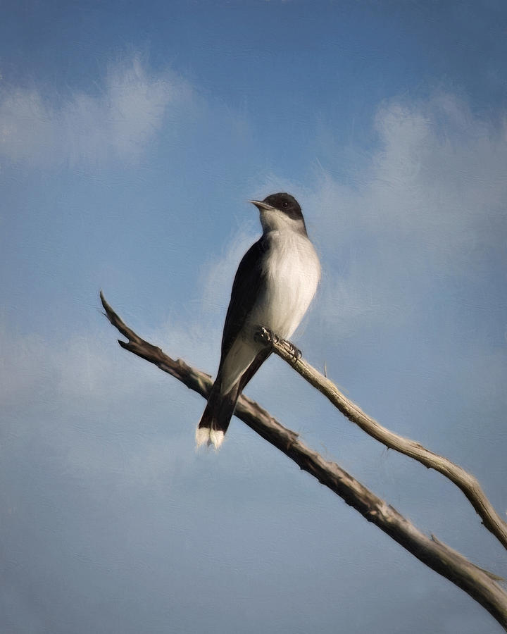 Eastern Kingbird Photograph by Lana Trussell
