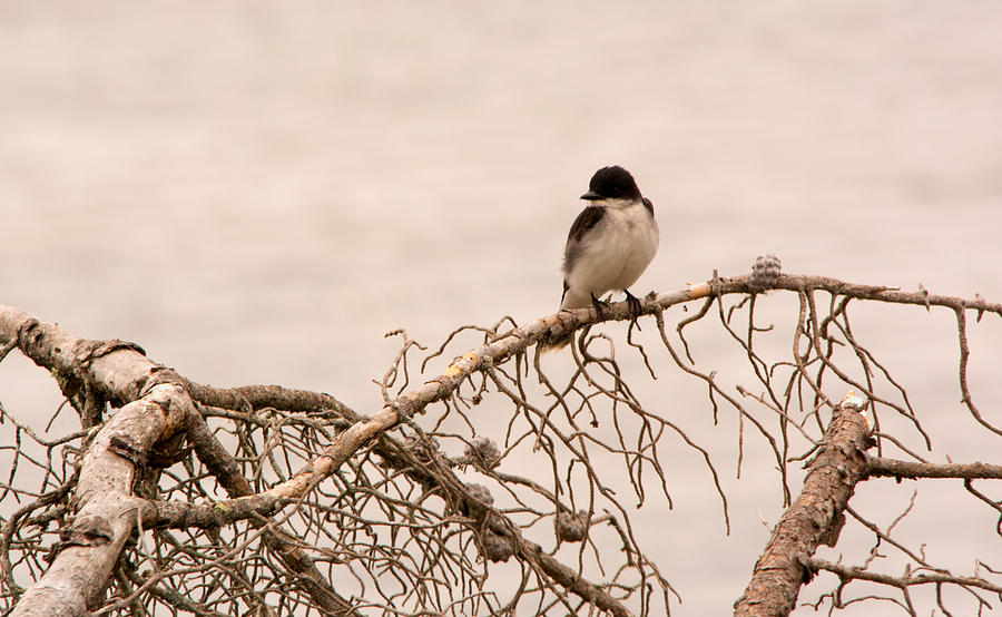 Wildlife Photograph - Eastern Kingbird by Linda Kerkau