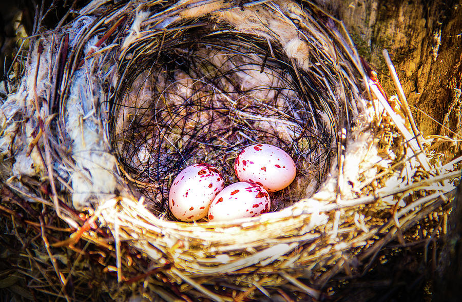 Eastern Kingbird Nest Photograph By Amy Sorvillo Fine Art America