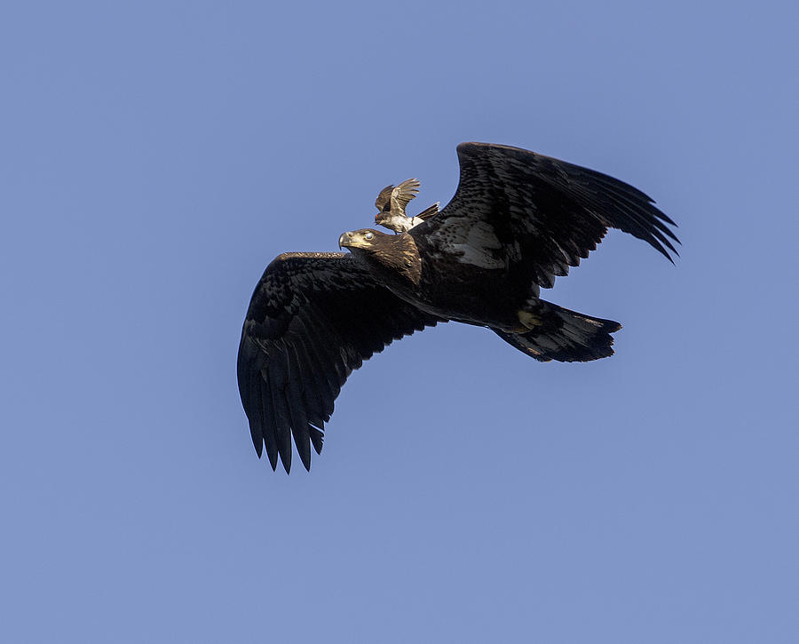 Eastern Kingbird on Bald Eagle Photograph by Eric Abernethy
