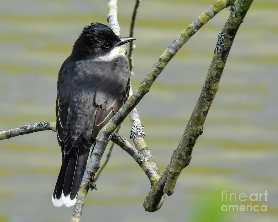 Eastern Kingbird on Branches by Cynthia Staley Eastern Kingbird on Branches by Cynthia Staley
