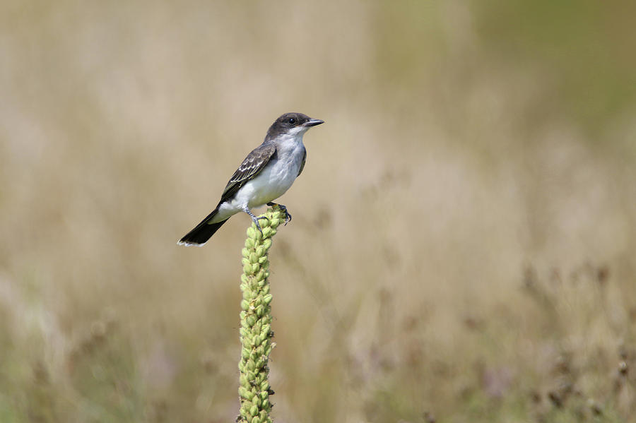 Eastern Kingbird On Mullein Plant Photograph by Brook Burling