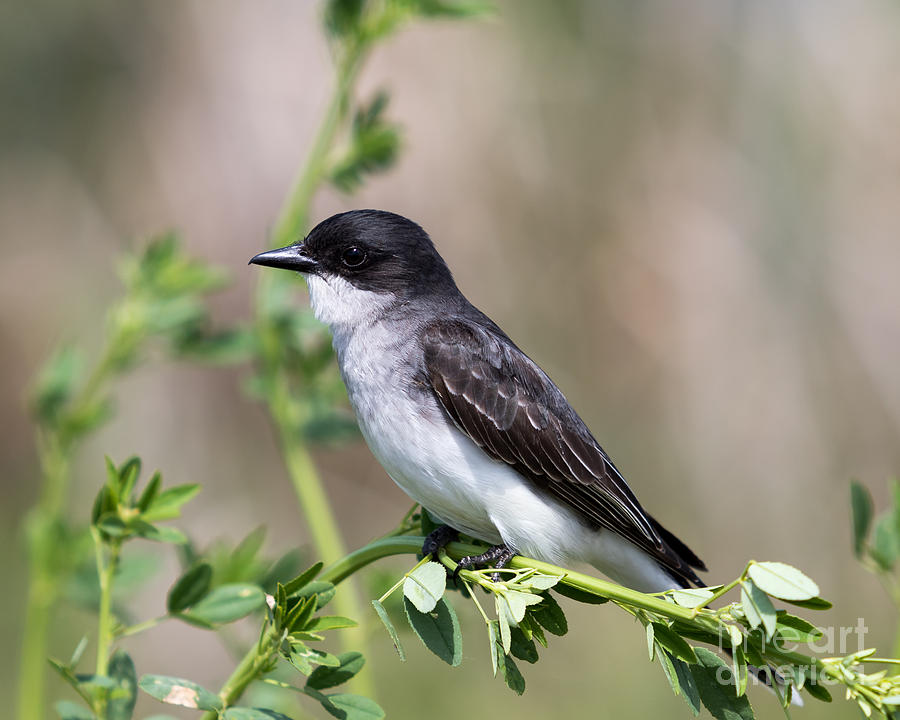 Eastern Kingbird Photograph by Phil Spitze