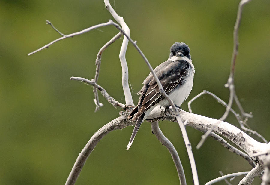 Eastern Kingbird Photograph by Terry Dadswell