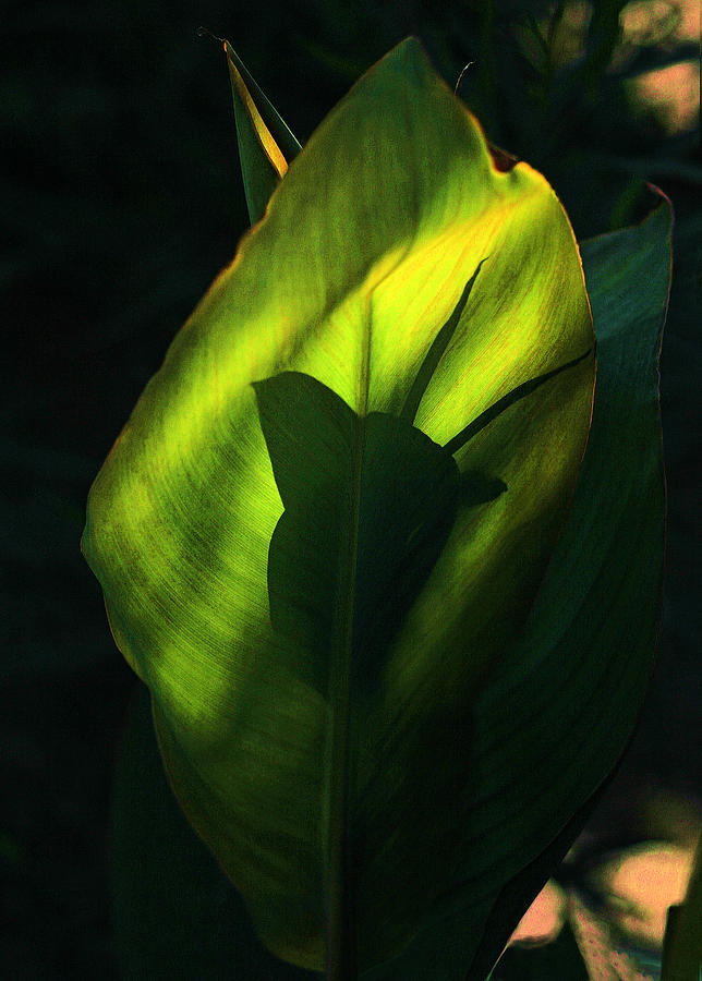 Nature Photograph - Eastern Light On Leaf by Viktor Savchenko