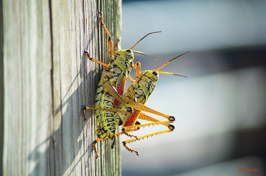Eastern Lubber Grasshoppers 2 Photograph by Ken Figurski