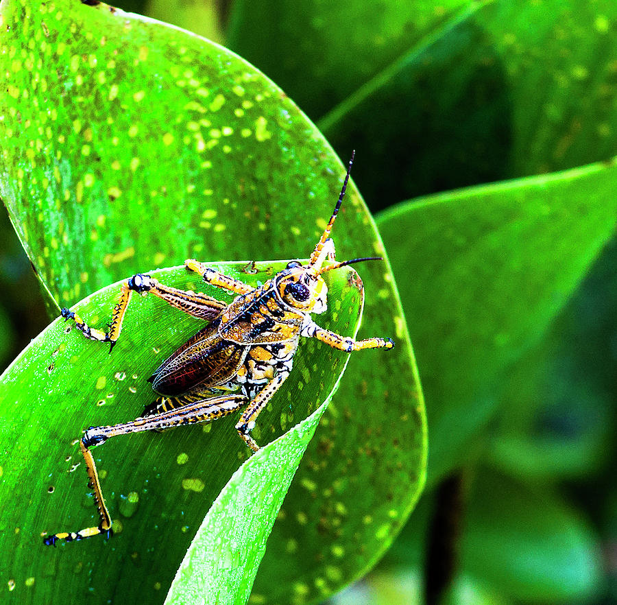 Eastern Lubber Grasshopper Photograph By Norman Johnson - Fine Art America