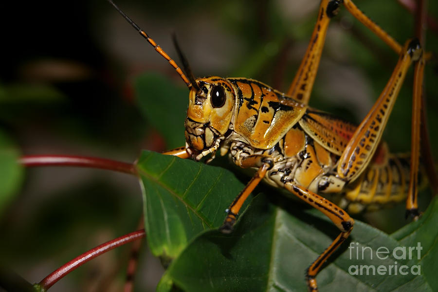 Eastern Lubber Grasshopper Photograph by Olga Hamilton