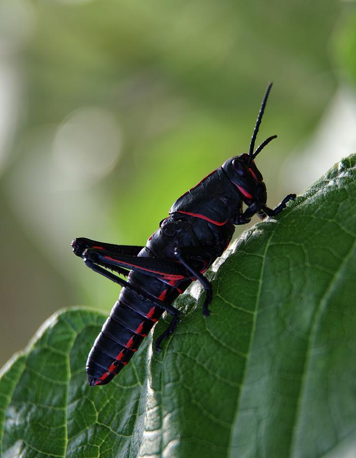 Eastern Lubber Grasshopper Photograph by Richard Rizzo