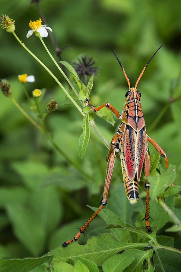 Grasshopper Photograph - Eastern Lubber Grasshopper  by Saija Lehtonen