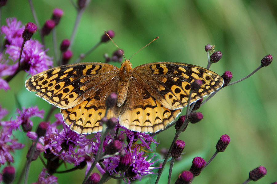 Eastern Meadow Fritillary on Ironweed Photograph by Alan Lenk