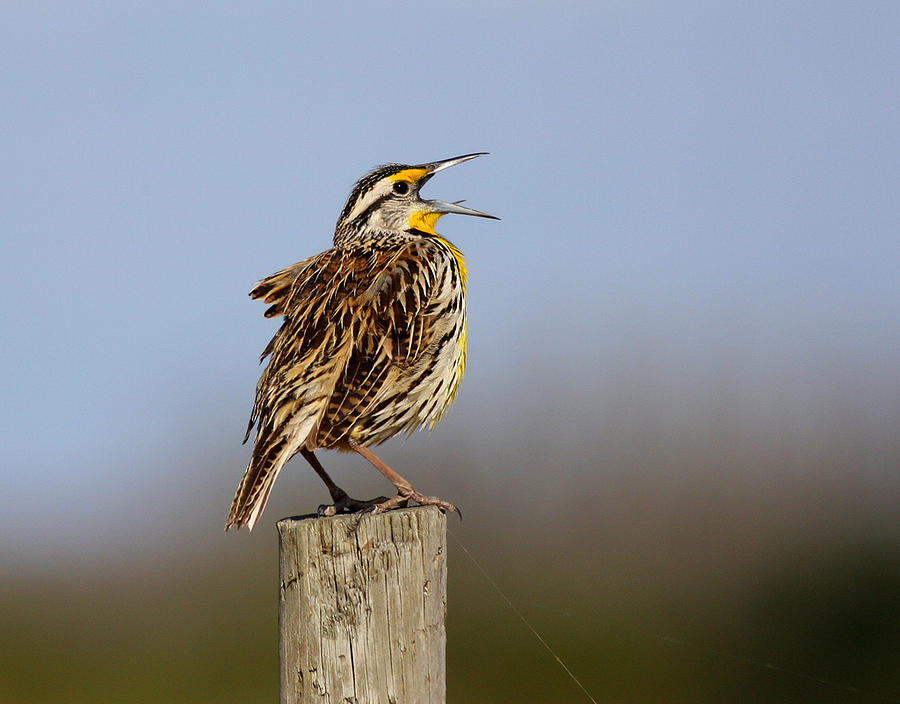 Eastern Meadowlark Photograph by Hugh Metcalfe | Pixels