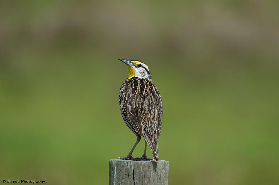 Eastern Meadowlark Photograph by James Petersen