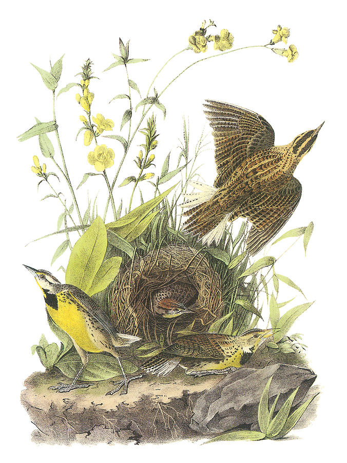John James Audubon Painting - Eastern Meadowlark by John James Audubon 