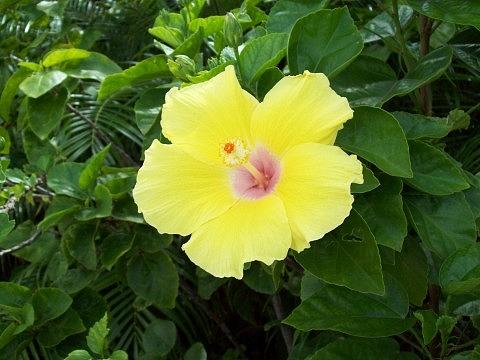 Eastern Mexican Yellow Hibiscus Photograph by Traci Hallstrom - Fine ...