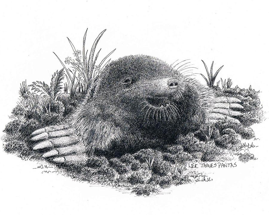 Eastern Mole Drawing by Lee Pantas