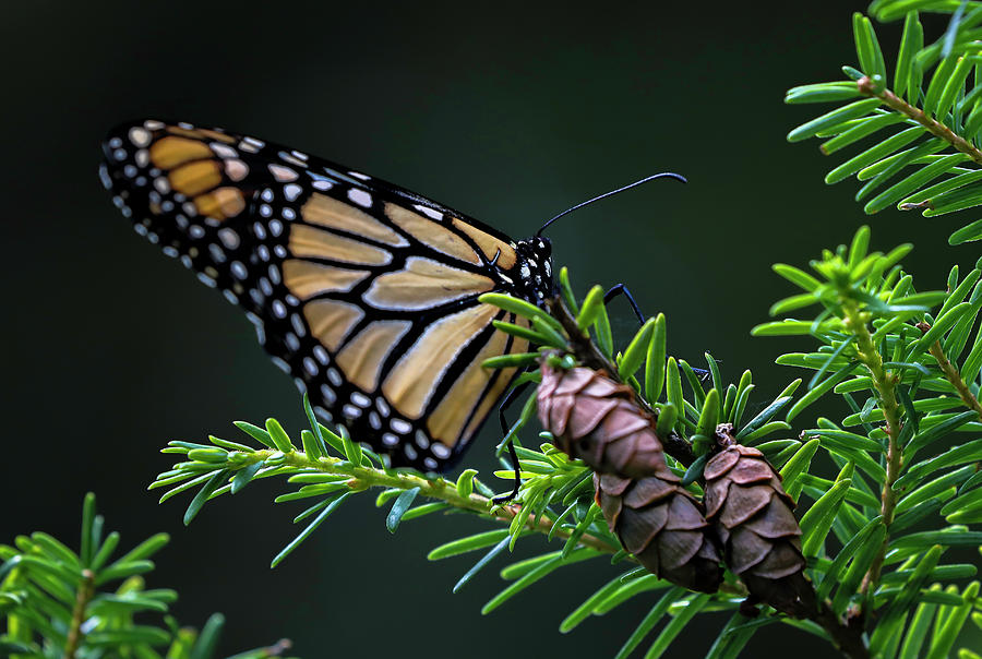 Eastern Monarch Photograph by Juergen Roth