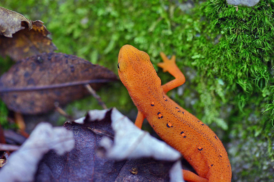 Salamander Photograph - Eastern Newt by David Rucker