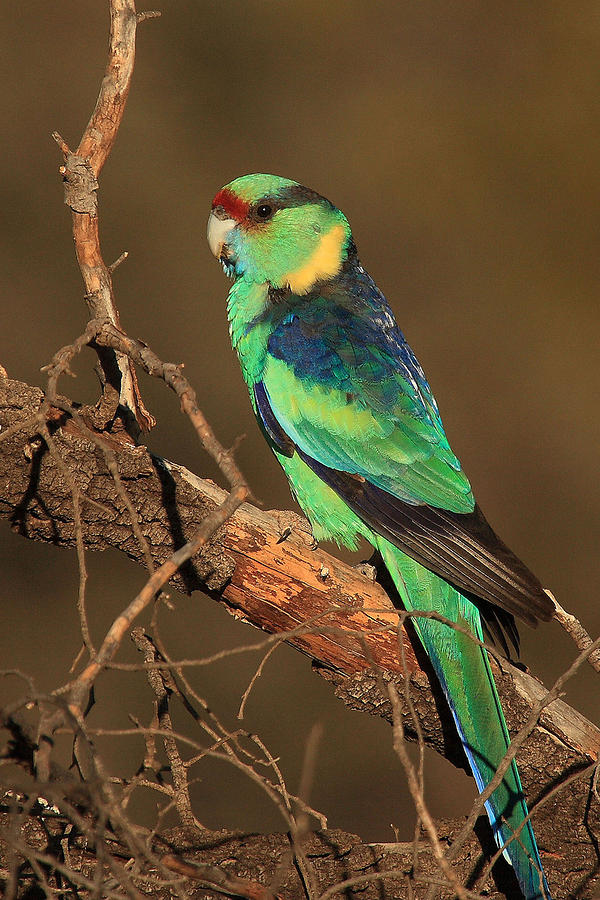 Parrot Photograph - Eastern or Mallee Ringneck A by Tony Brown