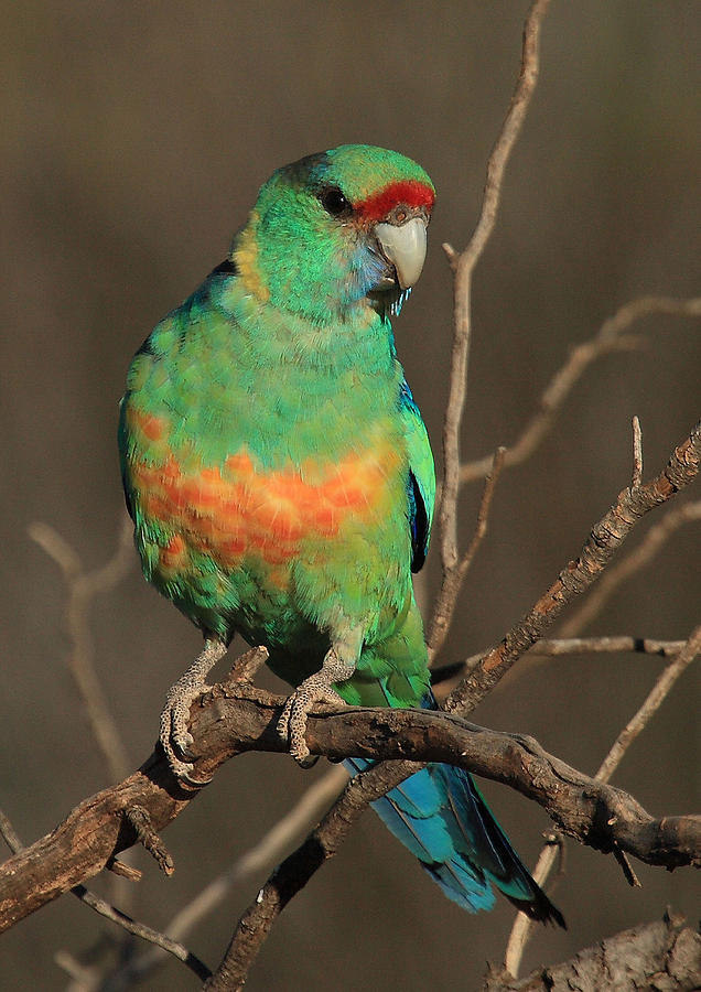 Eastern or Mallee Ringneck B Photograph by Tony Brown