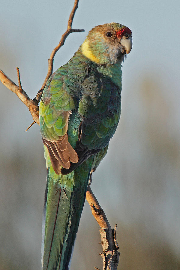 Eastern or Mallee Ringneck  Photograph by Tony Brown