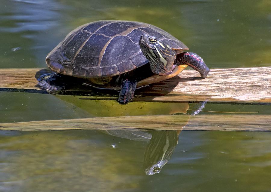 Eastern Painted Turtle 02 Photograph by Robert Hayes - Fine Art America