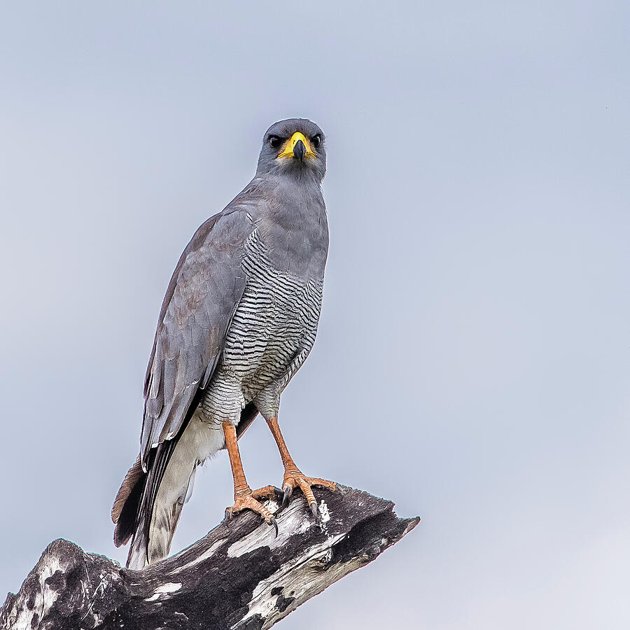 Eastern Pale Chanting Goshawk Photograph by Morris Finkelstein - Pixels