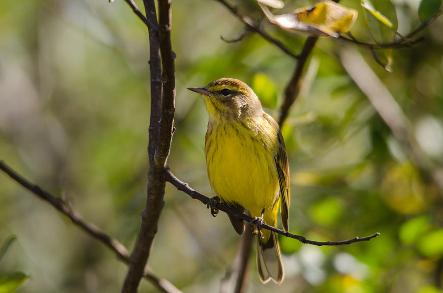Eastern Palm Warbler Photograph by James Petersen