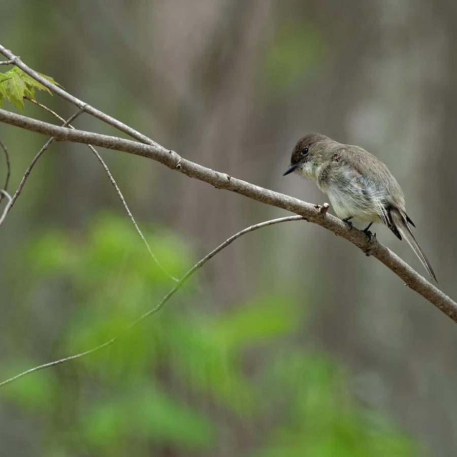 Eastern Phoebe 2017 square Photograph by Bill Wakeley
