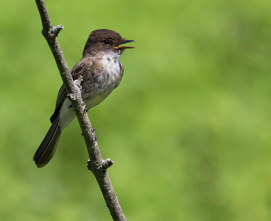 Eastern Phoebe Photograph by Art Cole