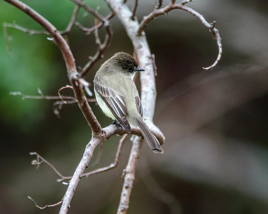 Eastern Phoebe Being Shy Photograph