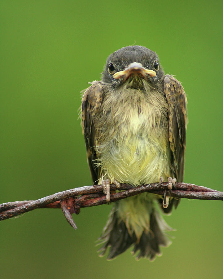Eastern Phoebe Photograph by Brook Burling