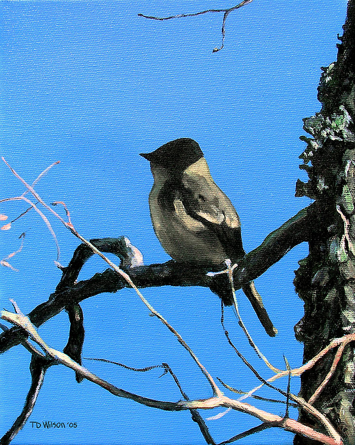 Bird Painting - Eastern Phoebe dreams by TD Wilson